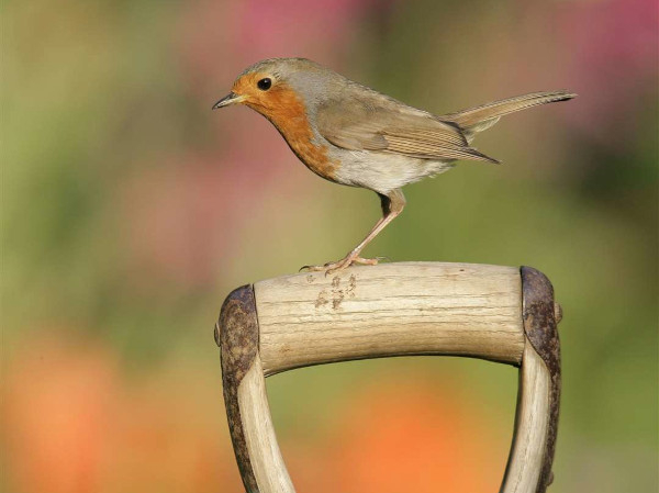 Rougegorge familier (Erithacus rubecula) © RSPB images